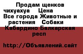 Продам щенков чихуахуа  › Цена ­ 10 000 - Все города Животные и растения » Собаки   . Кабардино-Балкарская респ.